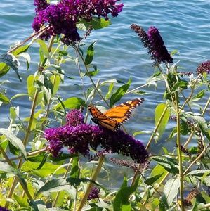 Meet your Posher, Tamalyn